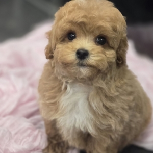 puppies for sale in boca raton
