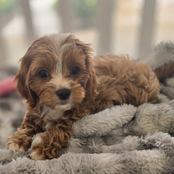 puppies for sale in boca raton