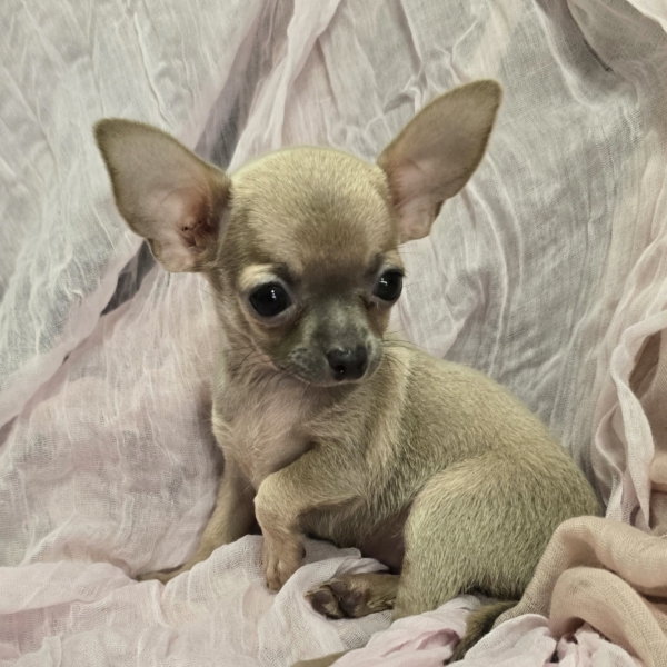 puppies for sale in boca raton