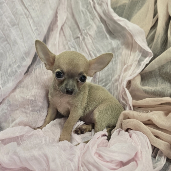 puppies for sale in boca raton