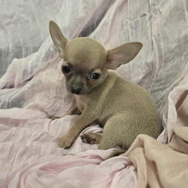 puppies for sale in boca raton