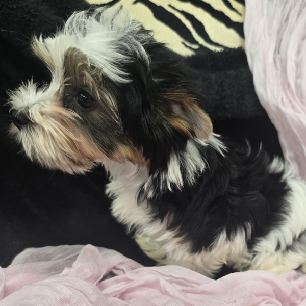 puppies for sale in boca raton