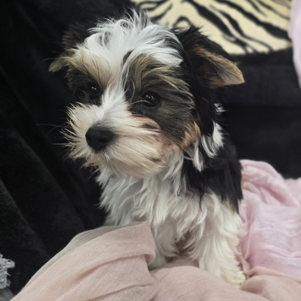 puppies for sale in boca raton