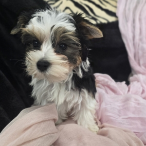 puppies for sale in boca raton