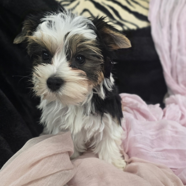 puppies for sale in boca raton
