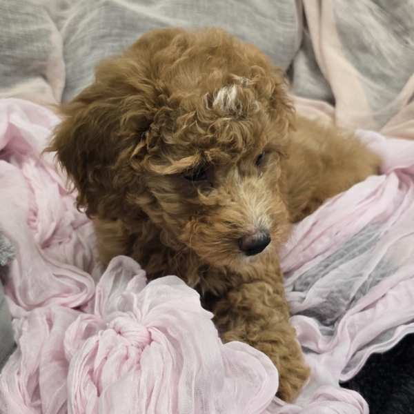 puppies for sale in boca raton