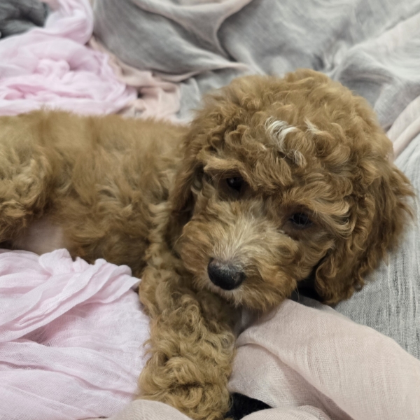 puppies for sale in boca raton