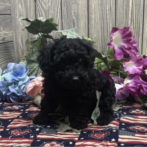 puppies for sale in boca raton