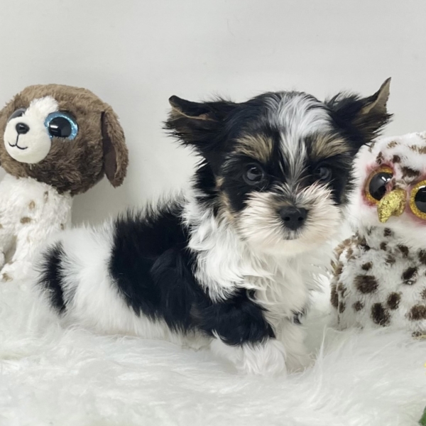 puppies for sale in boca raton