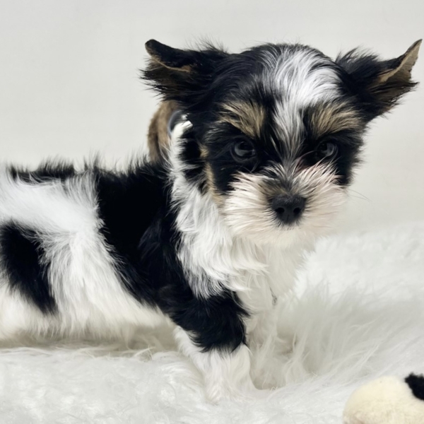 puppies for sale in boca raton