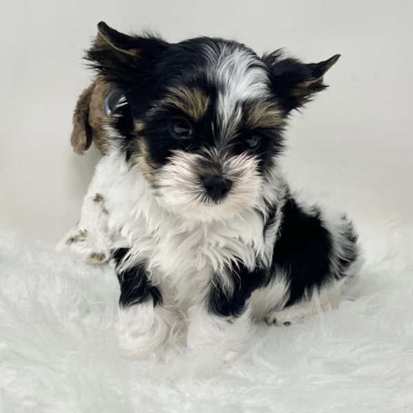 puppies for sale in boca raton