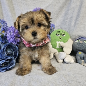 puppies for sale in boca raton