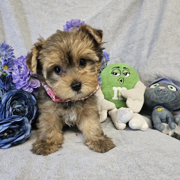 puppies for sale in boca raton