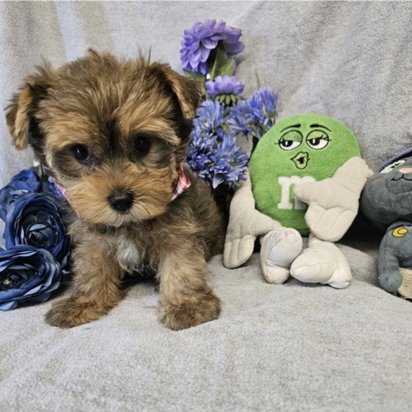 puppies for sale in boca raton