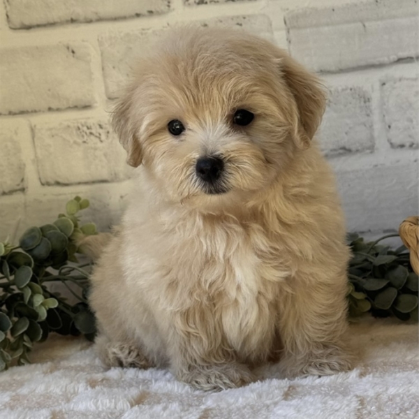 puppies for sale in boca raton