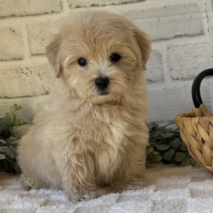 puppies for sale in boca raton