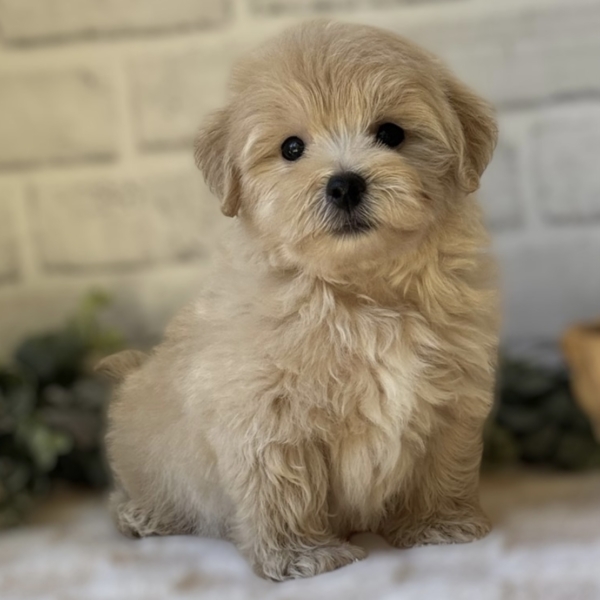 puppies for sale in boca raton
