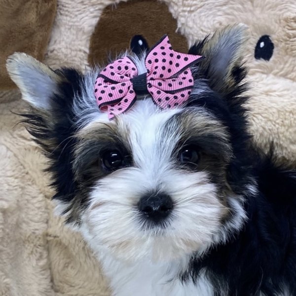 puppies for sale in boca raton
