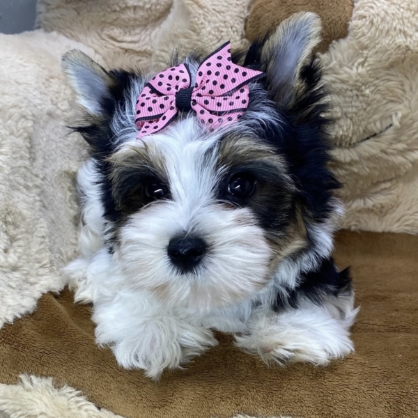 puppies for sale in boca raton