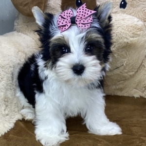 puppies for sale in boca raton