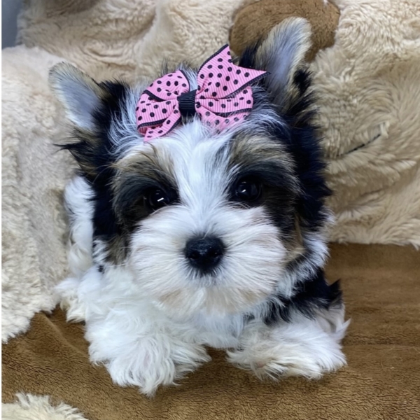 puppies for sale in boca raton