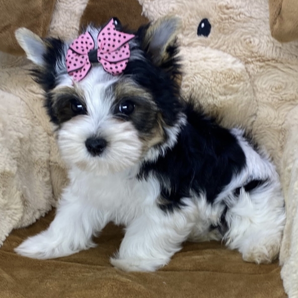 puppies for sale in boca raton