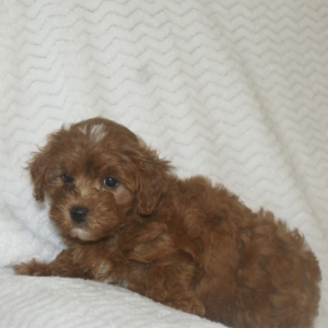 puppies for sale in boca raton