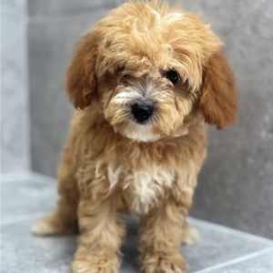 puppies for sale in boca raton