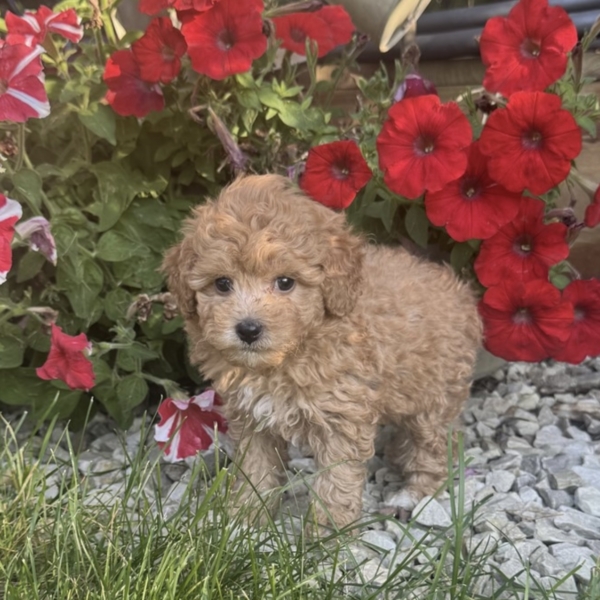 puppies for sale in boca raton