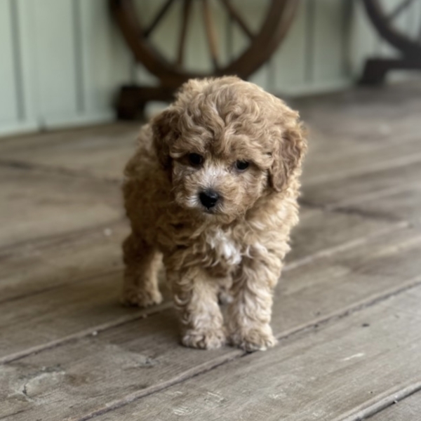 puppies for sale in boca raton