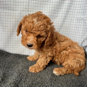 puppies for sale in boca raton