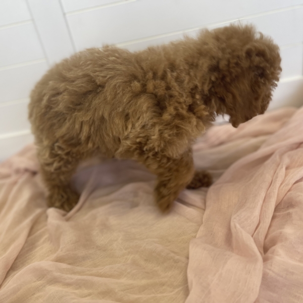 puppies for sale in boca raton