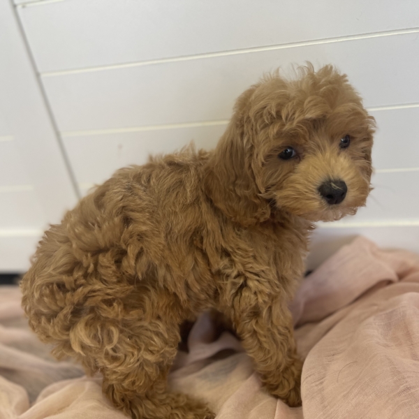 puppies for sale in boca raton