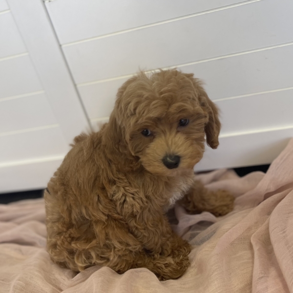 puppies for sale in boca raton