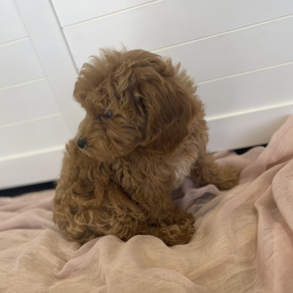 puppies for sale in boca raton