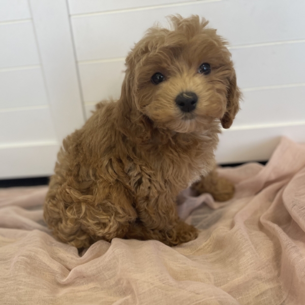 puppies for sale in boca raton