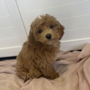 puppies for sale in boca raton