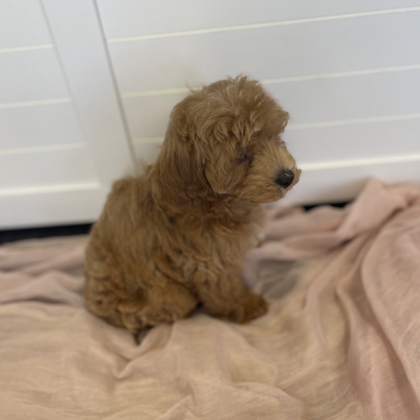 puppies for sale in boca raton