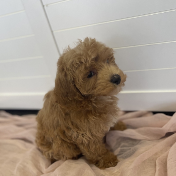 puppies for sale in boca raton