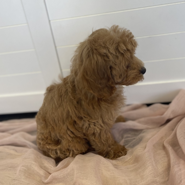 puppies for sale in boca raton