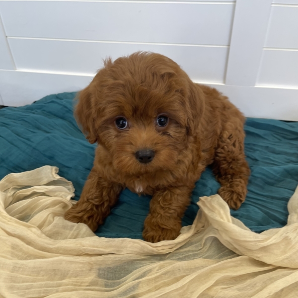 puppies for sale in boca raton