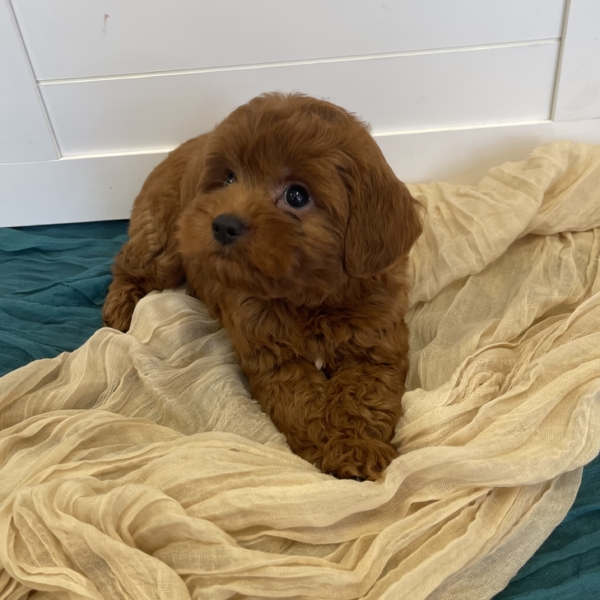 puppies for sale in boca raton