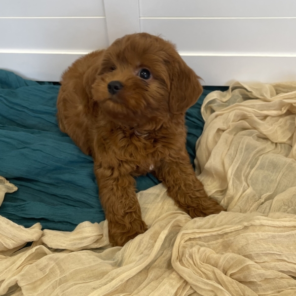 puppies for sale in boca raton
