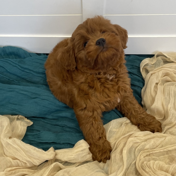 puppies for sale in boca raton