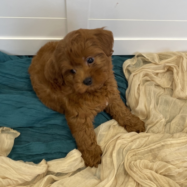 puppies for sale in boca raton