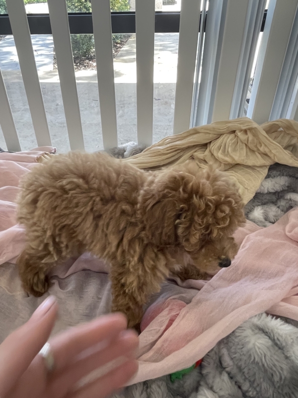 puppies for sale in boca raton