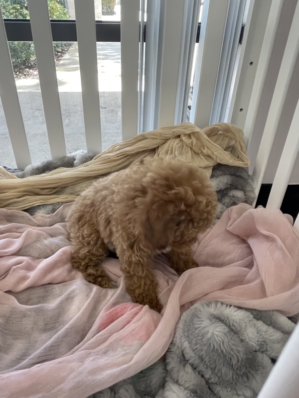 puppies for sale in boca raton