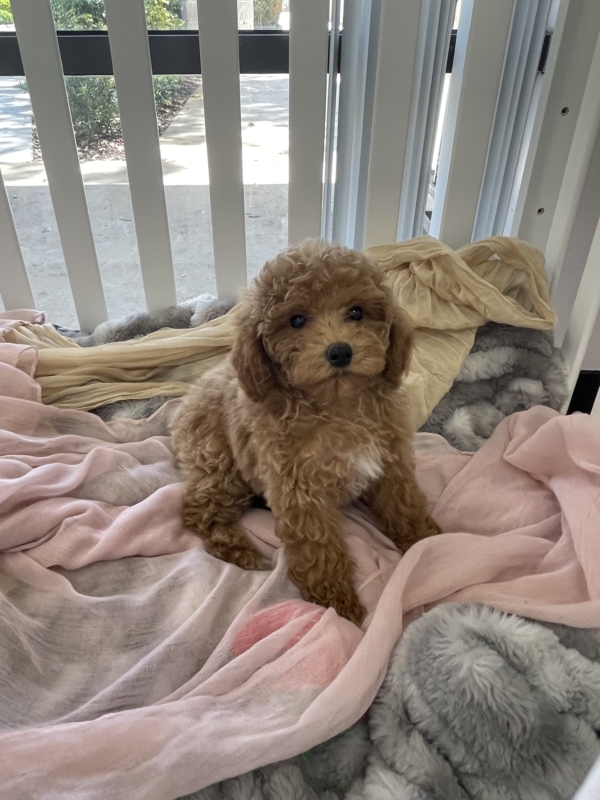 puppies for sale in boca raton