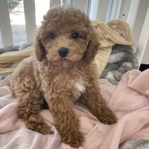puppies for sale in boca raton