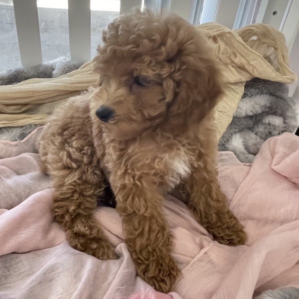 puppies for sale in boca raton